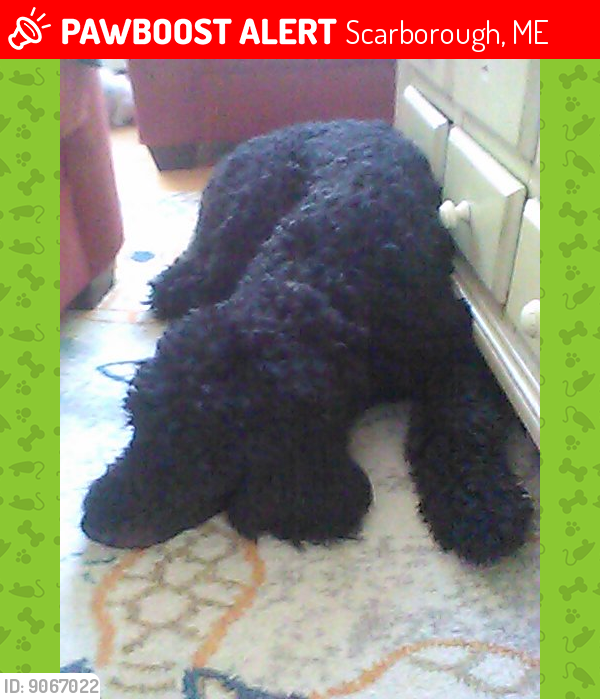 Lost Male Dog last seen Ash swamp rd at 3:00am, Scarborough, ME 04072