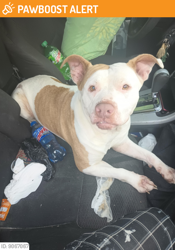 Found/Stray Female Dog last seen Thomas drive and Erwin near schooners , Panama City Beach, FL 32408