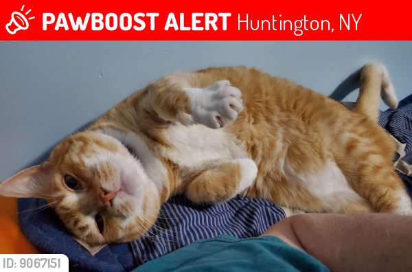 Lost Male Cat last seen Park Avenur, Huntington, NY 11743