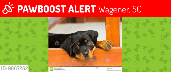 Lost Male Dog last seen pinder lane, Wagener, SC 29164