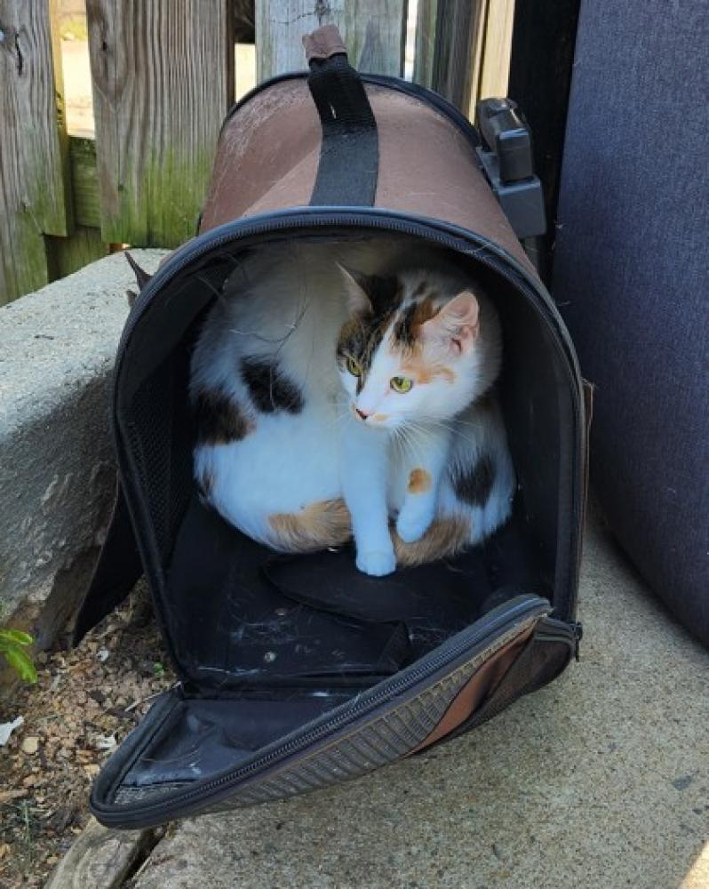Shelter Stray Female Cat last seen Fairfax, VA, 22030, Fairfax Meadows Cir & Fairfax, Fairfax County, VA, Fairfax, VA 22032