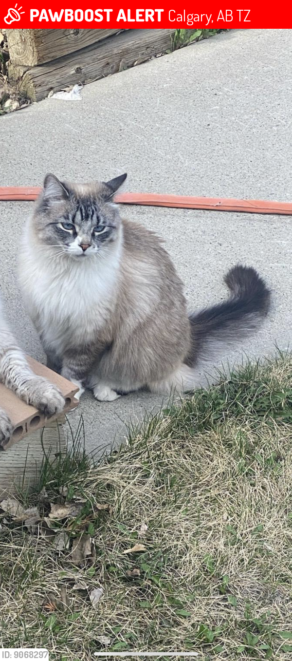 Lost Female Cat last seen Copperstone grove , Calgary, AB T2Z