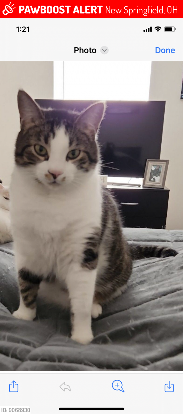 Lost Male Cat in New Springfield, OH 44443 Named Cooper (ID: 9068930 ...