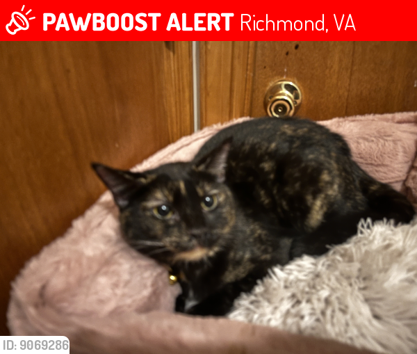 Lost Female Cat last seen Near Amanda Drive, Richmond Va, Richmond, VA 23224