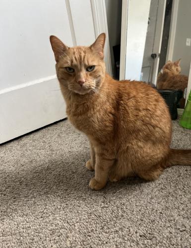 Lost Male Cat last seen Michigan Avenue, Marshall St, Connecticut Avenue , Hagerstown, MD 21740