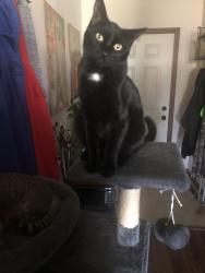Lost Male Cat last seen Estate Drive South, Fargo, ND, Fargo, ND 58104