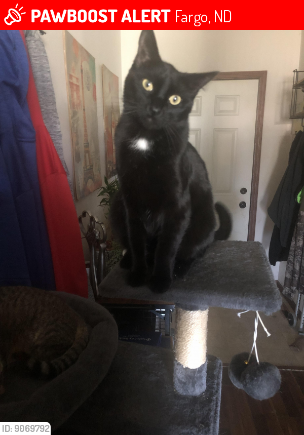 Lost Male Cat last seen Estate Drive South, Fargo, ND, Fargo, ND 58104