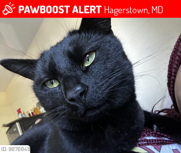 Lost Male Cat last seen South Potomac street, Hagerstown, MD 21740
