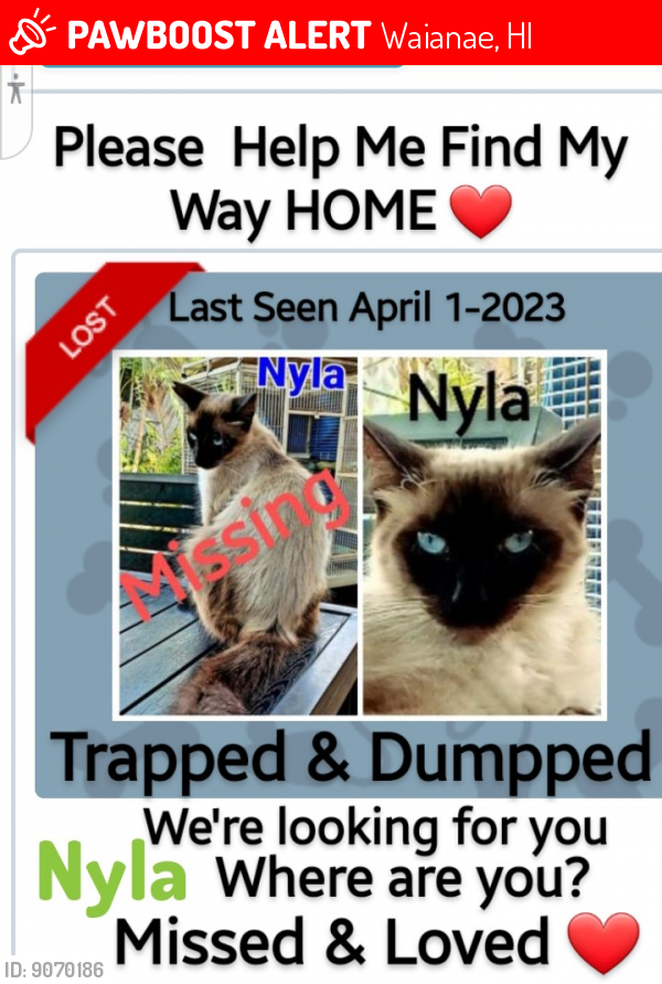 Lost Female Cat last seen Manuoioi pl waianae hawaii 96792, Waianae, HI 96792