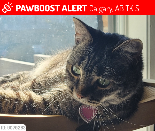 Lost Female Cat last seen Near 72 Ave NW, Calgary, AB T2K 5S4