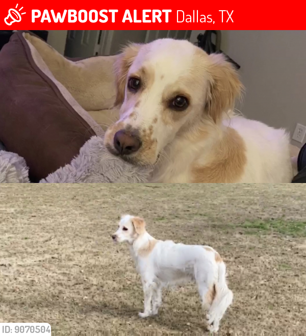 Dallas, TX Lost Male Dog, Mateo Is Missing PawBoost