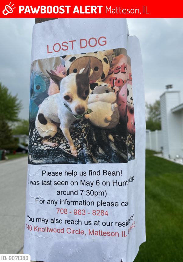 Lost Male Dog last seen Timber Ridge Mobile   park , Matteson, IL 60443