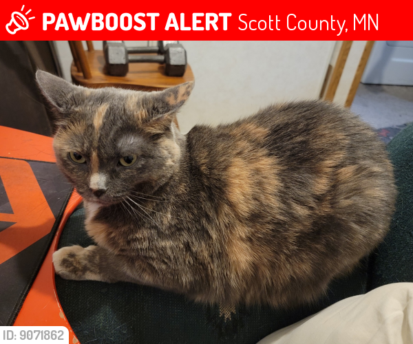 Lost Female Cat last seen Highway 19 Outside of New Prague, Scott County, MN 55352