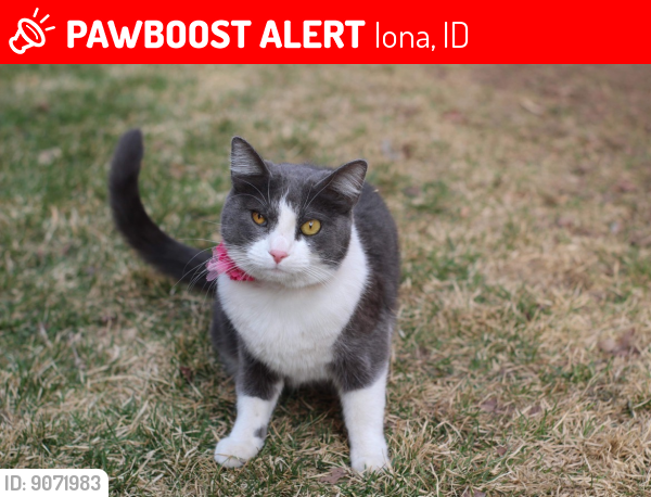Lost Female Cat last seen Hansen Ave , Iona, ID 83427