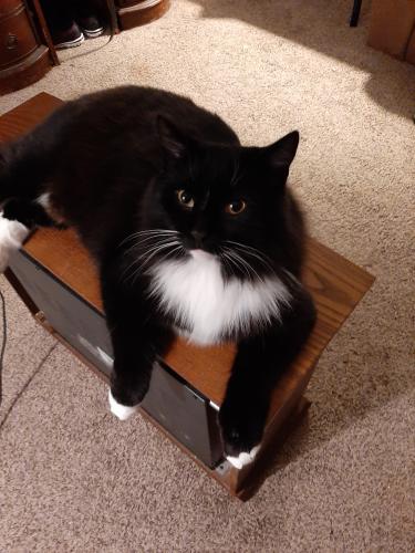 Lost Male Cat last seen Quarry Rd. and Pyle South Amherst, Garfield Rd, OH 44074