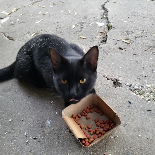 Found/Stray Male Cat last seen Hinman and spencer , Montgomery, IL 60538