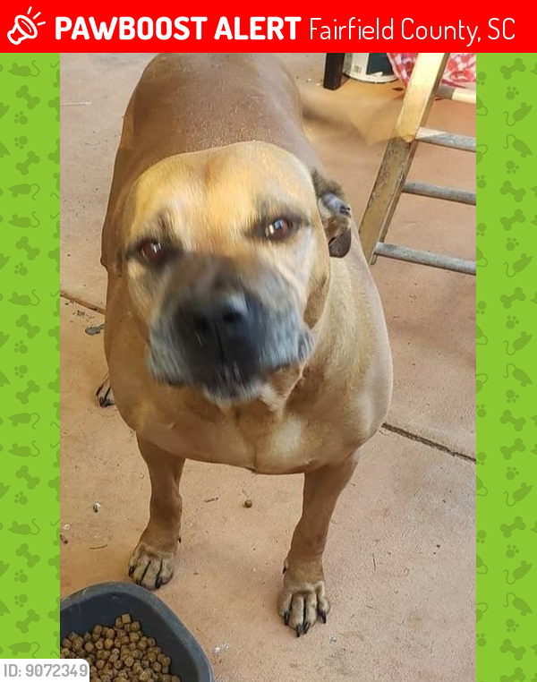 Lost Female Dog last seen I77 exit 32, Fairfield County, SC 29130