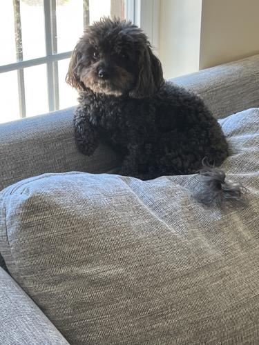 Lost Male Dog last seen Byword and Clerkley in Bowie Md, Prince George's County, MD 20721