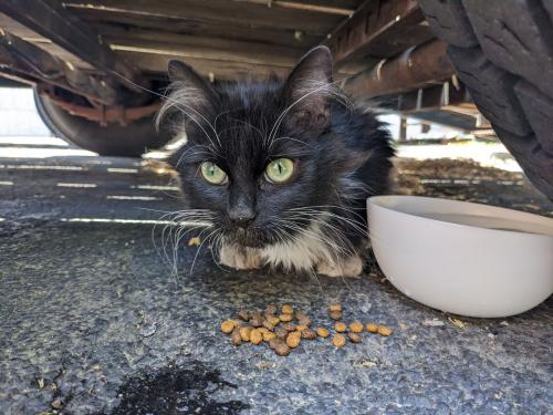 Found/Stray Female Cat last seen Arlington Heights Rd. & Seegers Rd., Arlington Heights, IL 60005