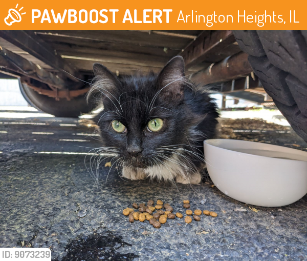 Found/Stray Female Cat last seen Arlington Heights Rd. & Seegers Rd., Arlington Heights, IL 60005
