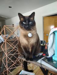 Lost Female Cat last seen Near Simcoe St, Asheville, Asheville, NC 28806