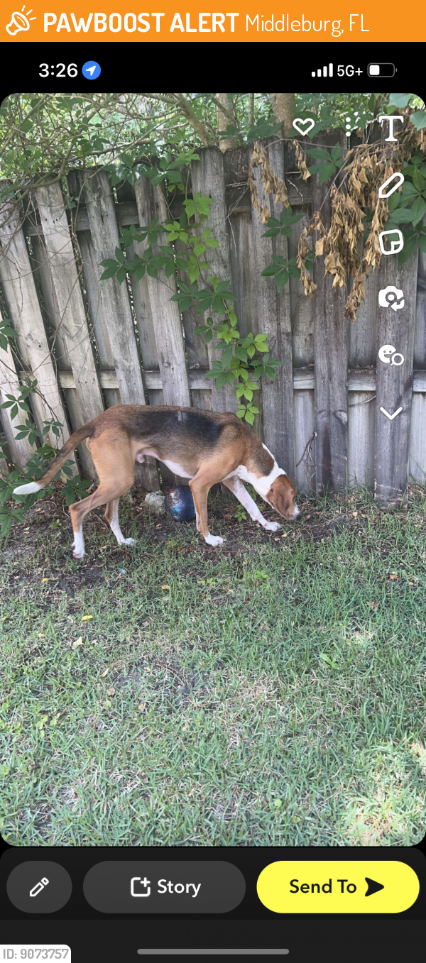 Middleburg, FL Stray Male Dog Found Near Fallon Ct middleburg PawBoost