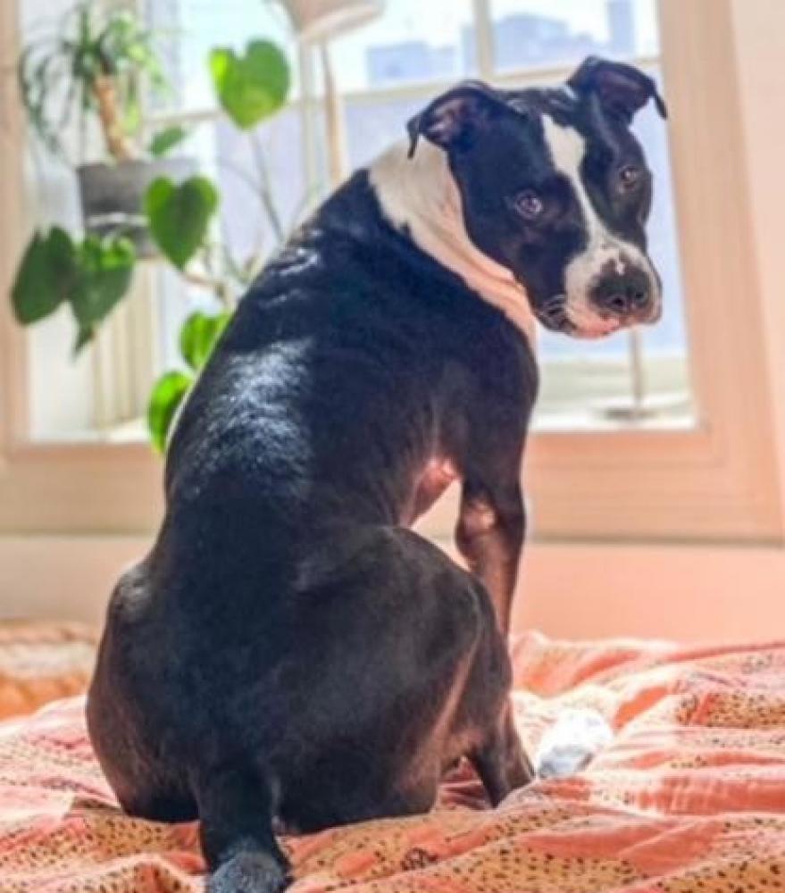 Shelter Stray Male Dog last seen BARCS, 21230, MD, Baltimore, MD 21230