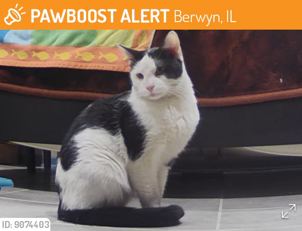 Found/Stray Unknown Cat last seen Kenilworth and Cermak road, Berwyn, IL 60402