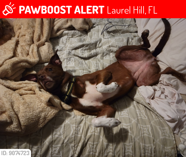 Lost Female Dog last seen Hwy 2 & Hwy 147, Laurel Hill, FL 32567