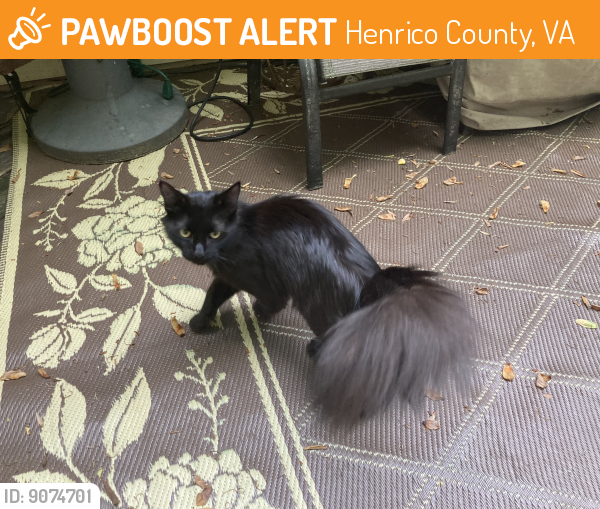 Found/Stray Male Cat last seen Sir Barry Drive off Pemberton, Henrico County, VA 23238