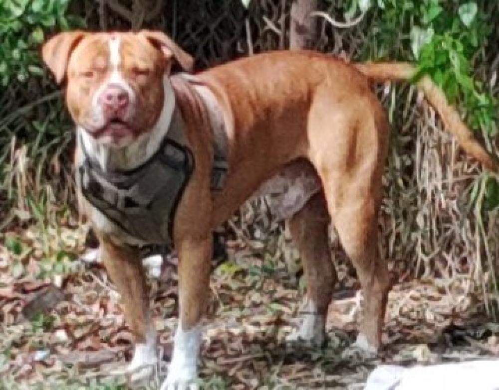 Shelter Stray Male Dog last seen Near BLOCK NW 11 AV, FORT LAUDERDALE FL 33311, Davie, FL 33312