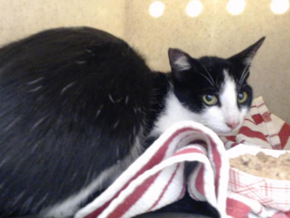 Shelter Stray Male Cat last seen , Downey, CA 90242