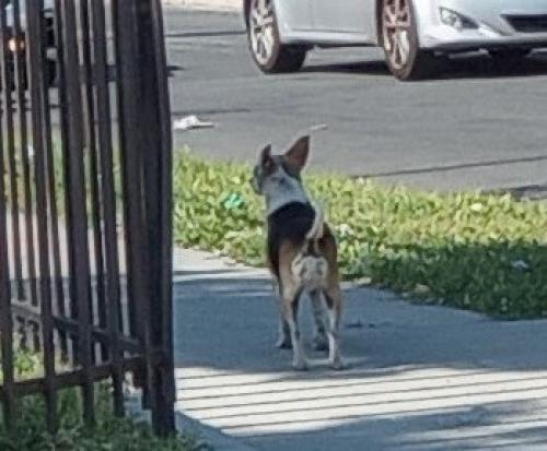 Lost Unknown Dog last seen W. 63rd Place and South Flower Street 90003, Los Angeles, CA 90003