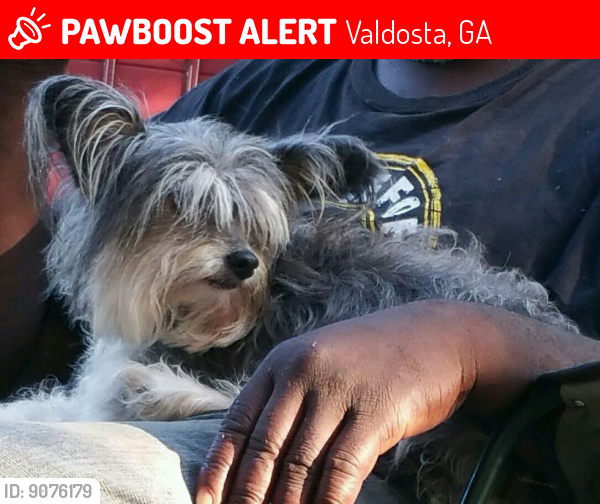 Lost Female Dog last seen Troupe and Barack Obama, Valdosta, GA 31601
