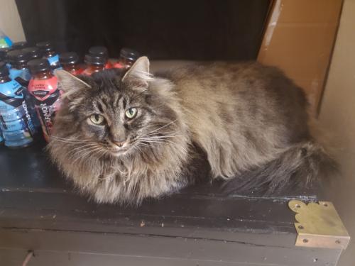 Lost Male Cat last seen Holly , Junction City, OR 97448