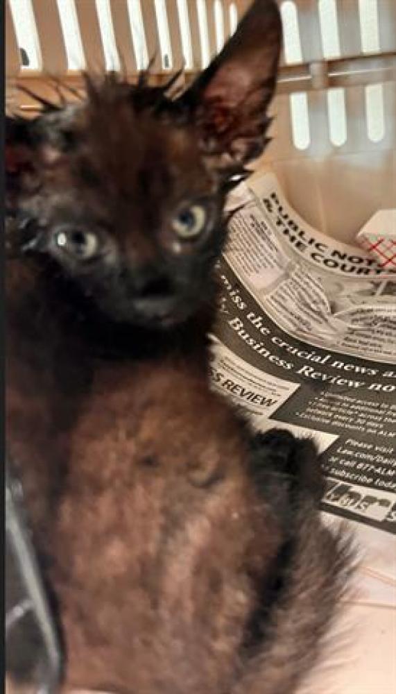 Shelter Stray Male Cat last seen Near BLOCK TERMINAL DR, FORT LAUDERDALE FL 33315, Davie, FL 33312