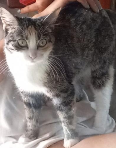 Lost Female Cat last seen Near Frazier ln sw, Albuquerque, NM 87121