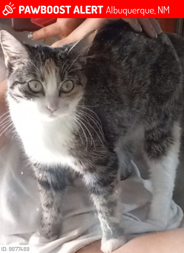 Lost Female Cat last seen Near Frazier ln sw, Albuquerque, NM 87121