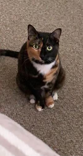 Lost Female Cat last seen Paseo and Ventura, Albuquerque, NM 87122