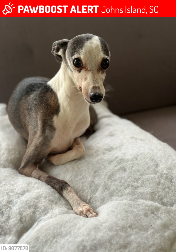 Johns Island, SC Lost Female Dog, Empress Is Missing PawBoost