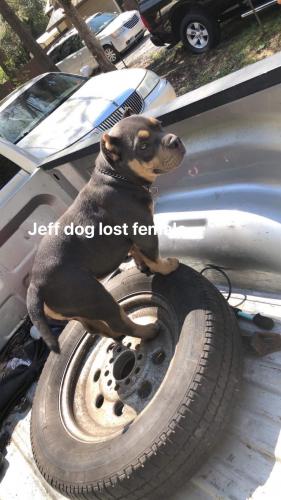 Lost Female Dog last seen Cabot ave, Columbia, SC 29203