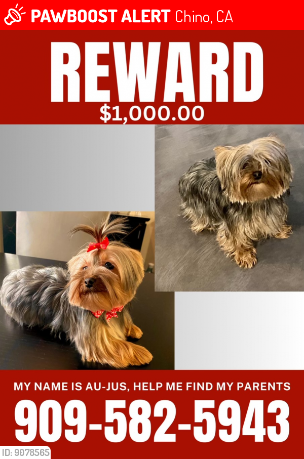 Lost Female Dog last seen College Park, Chino, CA, Chino, CA 91710