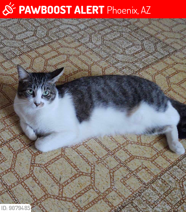 Lost Male Cat last seen 93rd Ave and Jefferson tolleson AZ , Tolleson, AZ 85353