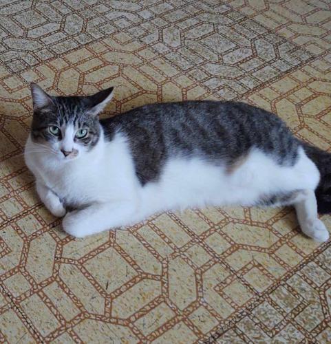 Lost Male Cat last seen 93rd Ave and Jefferson tolleson AZ , Tolleson, AZ 85353