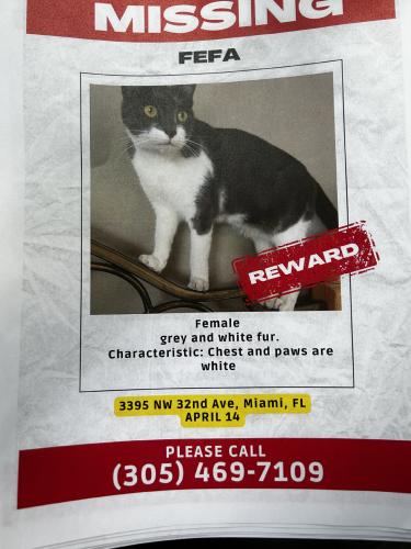 Lost Female Cat last seen At century Supermarket, Miami, FL 33142