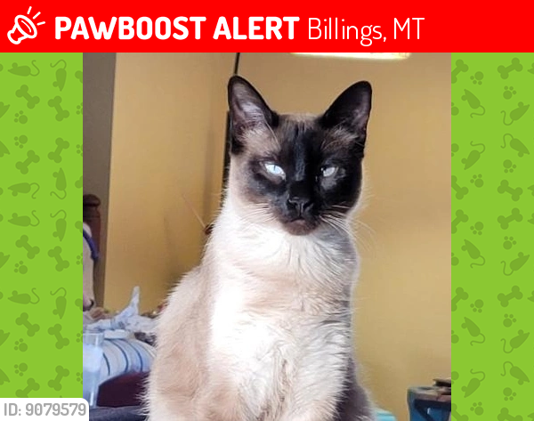 Lost Male Cat last seen Palomino Pl, Billings, MT 59101