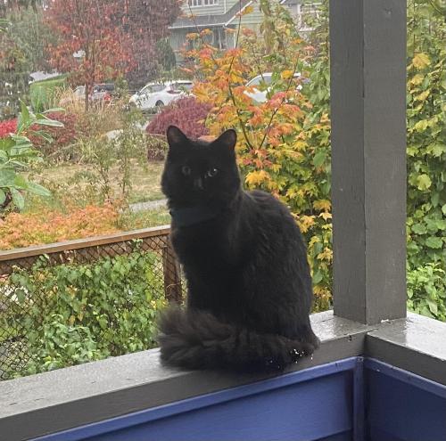 Lost Female Cat last seen Chesterfield & St James Rd W, North Vancouver, BC V7N 2P4