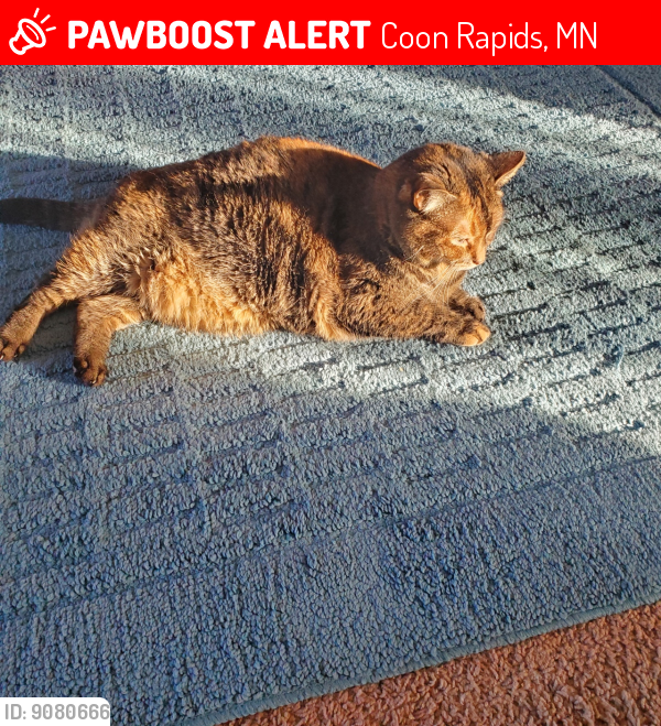 Lost Female Cat in Coon Rapids, MN 55433 Named Autumn (ID 9080666