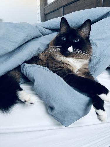 Lost Male Cat last seen Hidden valley dog park , Calgary, AB T3A