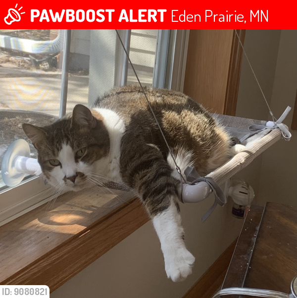 Deceased Male Cat last seen Valley View Rd , Eden Prairie, MN 55346
